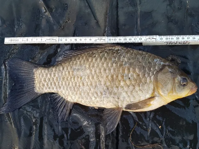 Giebel