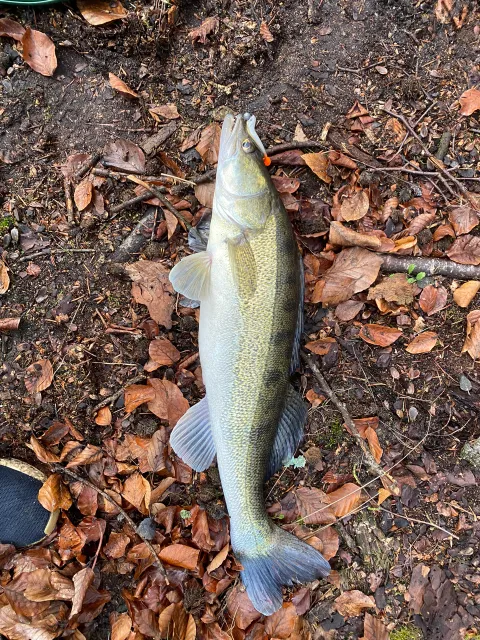 Zander