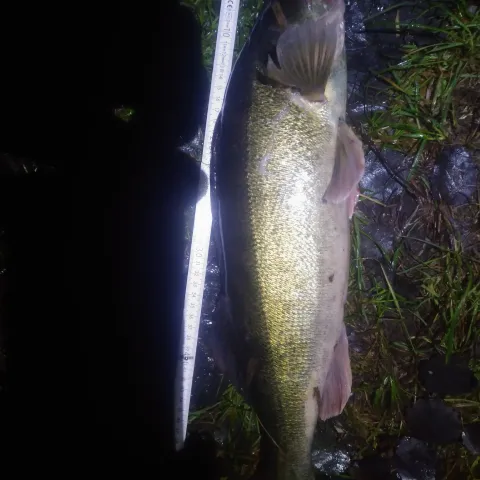 Zander