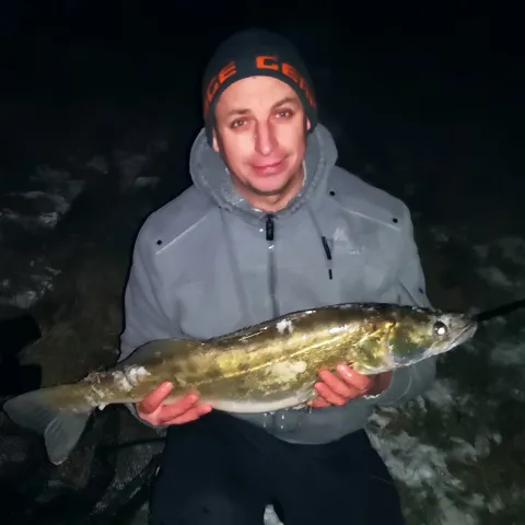 Zander