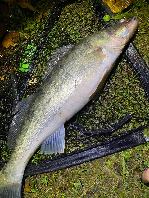 Zander