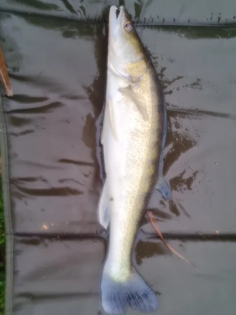 Zander