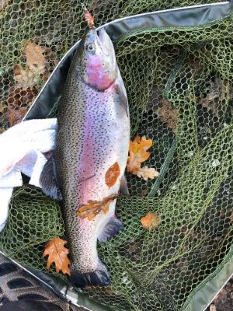 Regenbogenforelle