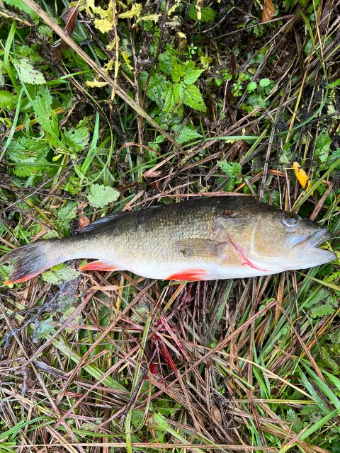 Flussbarsch