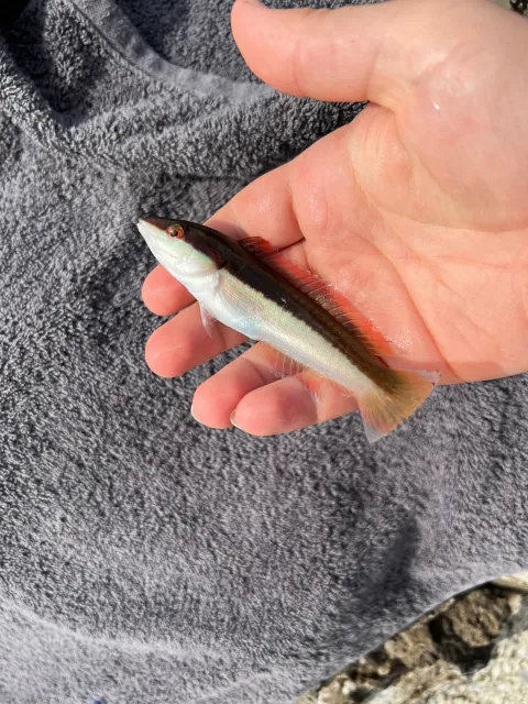 Lippfisch