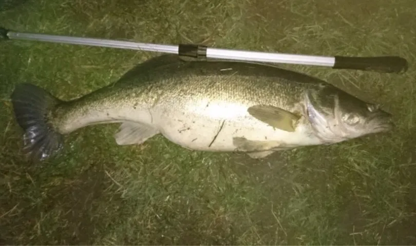 Zander