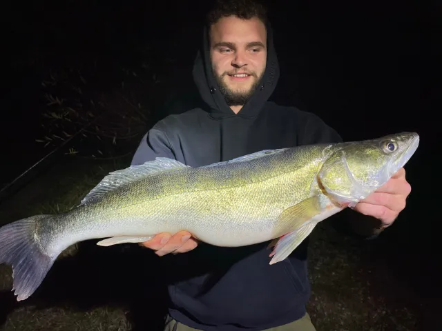 Zander