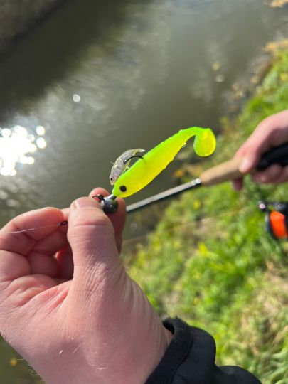 Dreistachliger Stichling