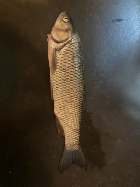 Döbel