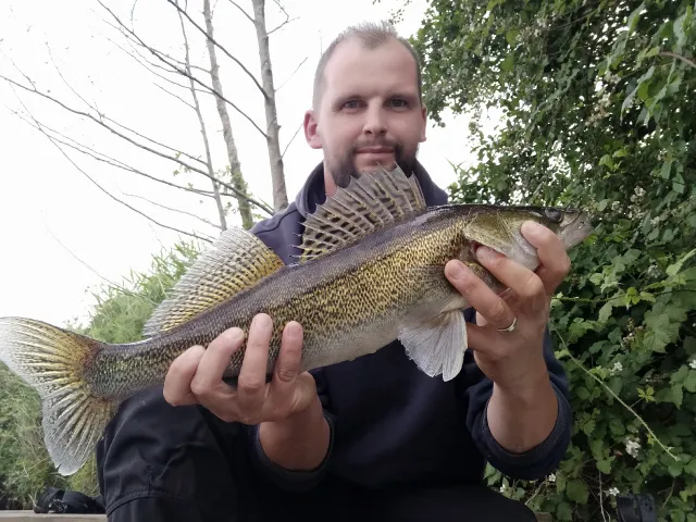 Zander