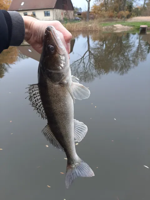 Zander