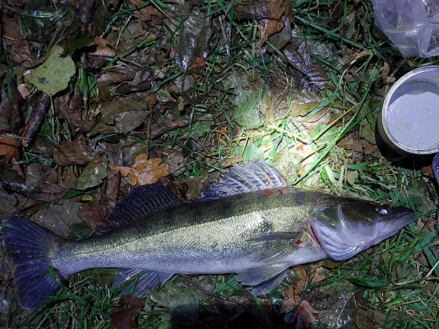 Zander