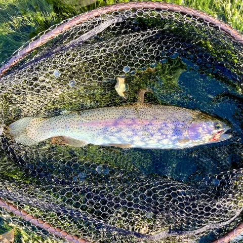 Regenbogenforelle