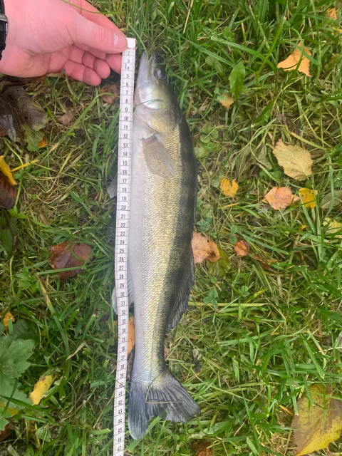 Zander