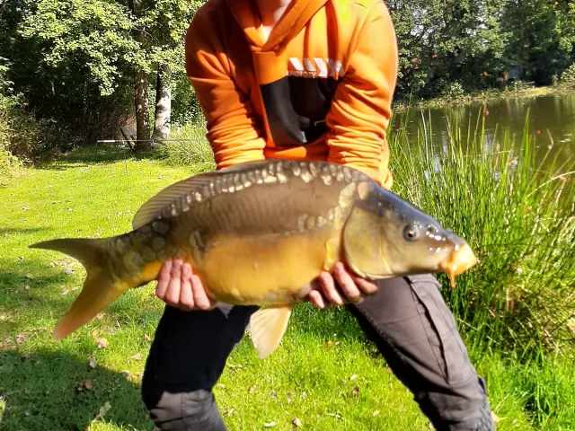 Karpfen