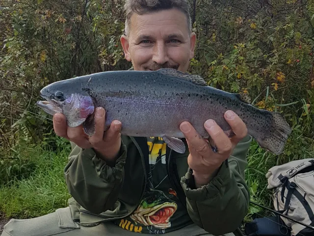 Regenbogenforelle