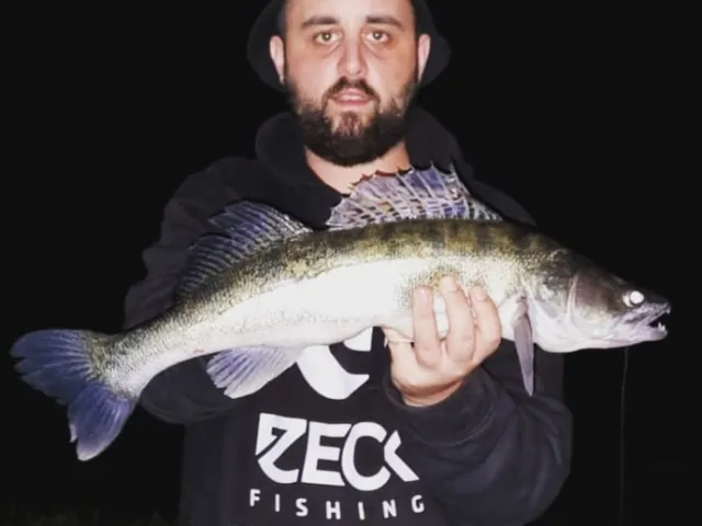Zander