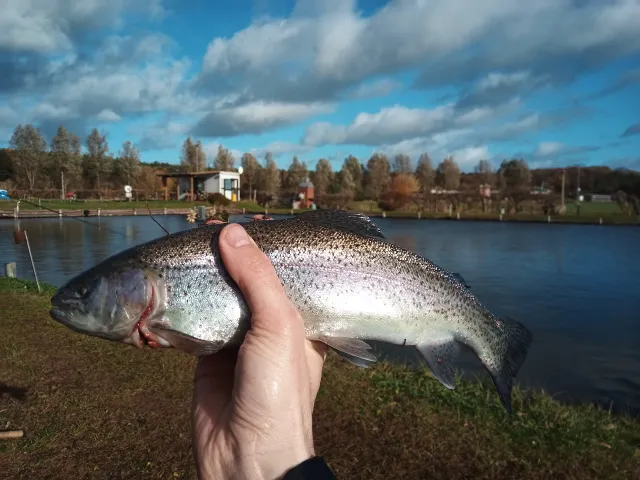Regenbogenforelle