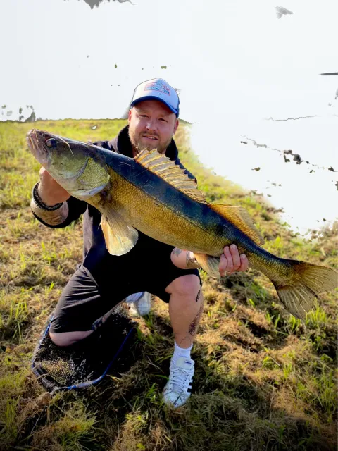 Zander