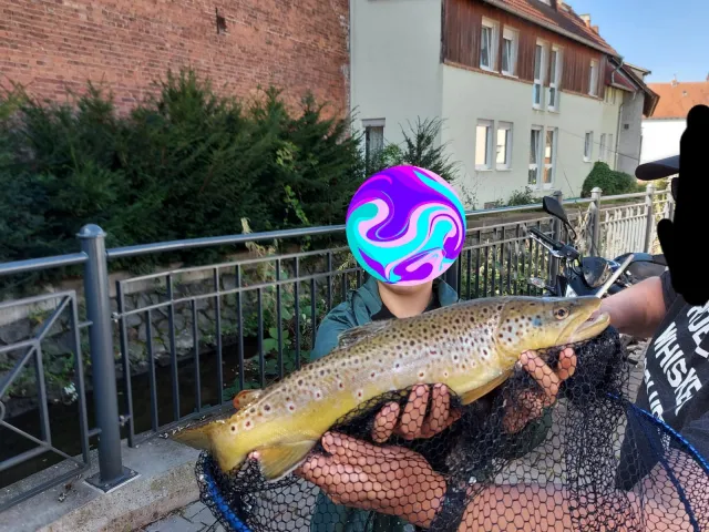 Bachforelle