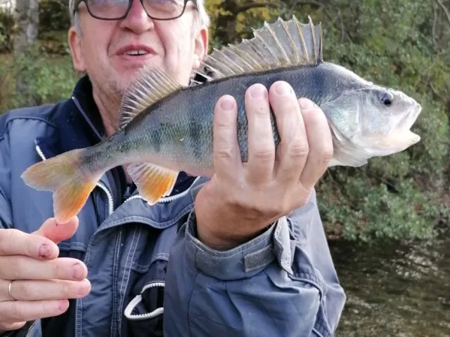 Flussbarsch