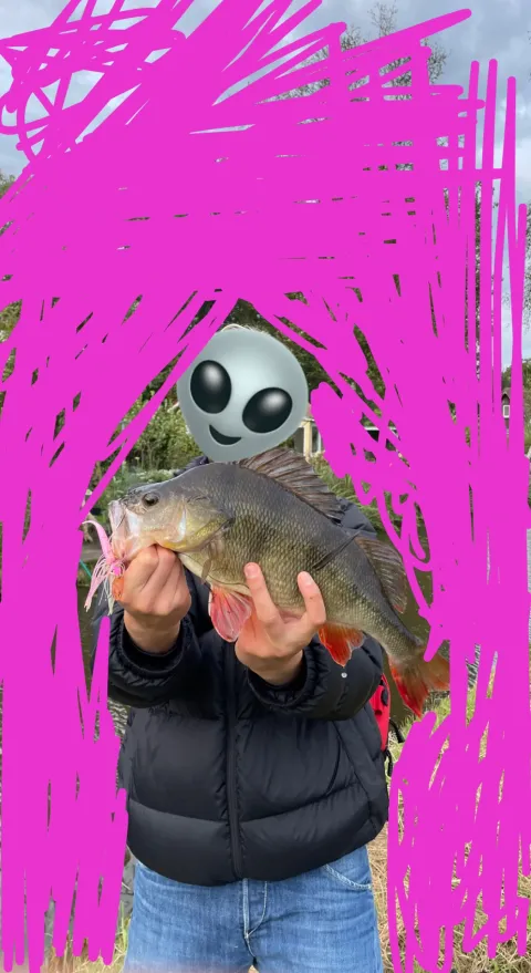 Flussbarsch