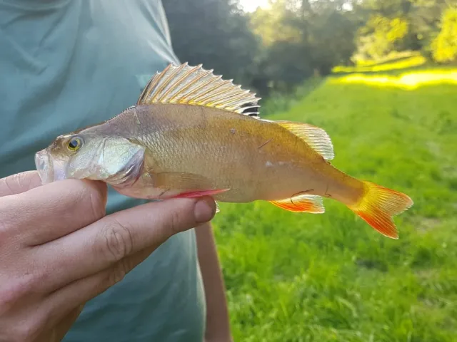 Flussbarsch