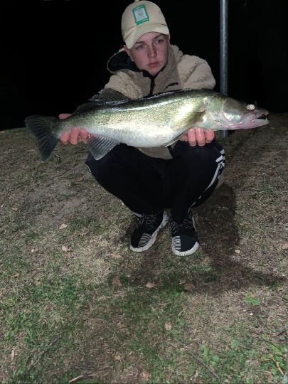 Zander