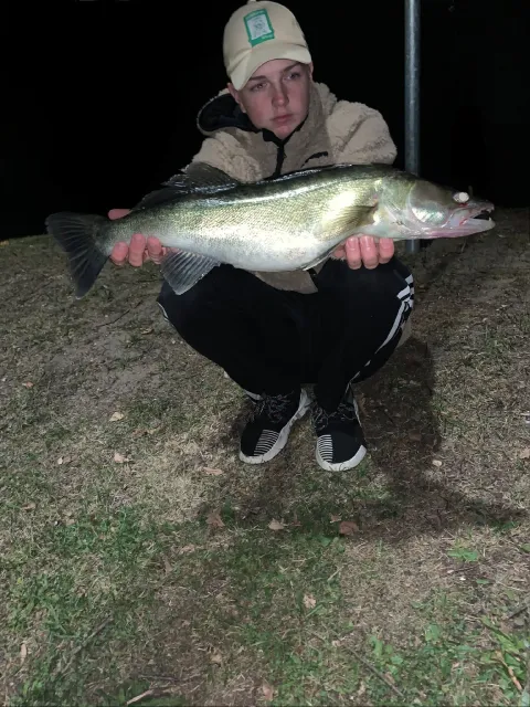 Zander