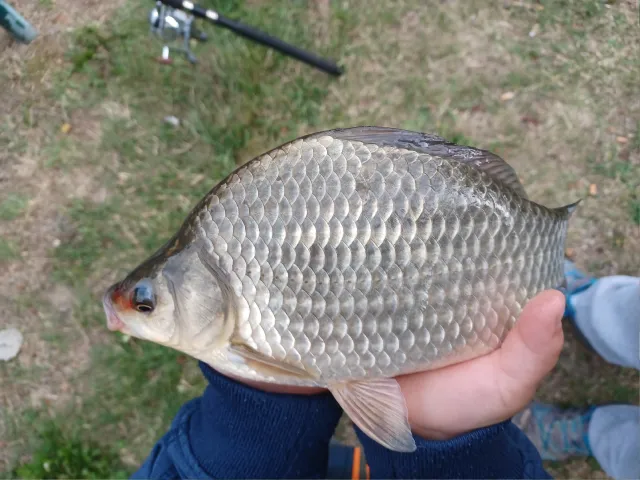 Giebel