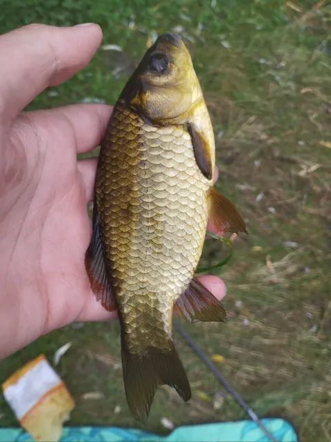 Karausche