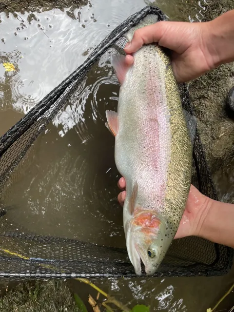 Regenbogenforelle