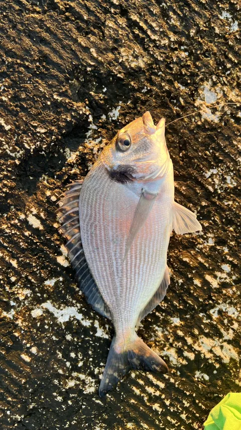 Dorade