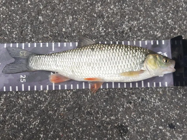 Döbel