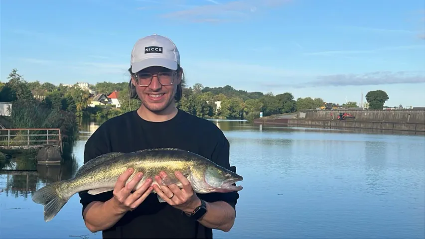 Zander