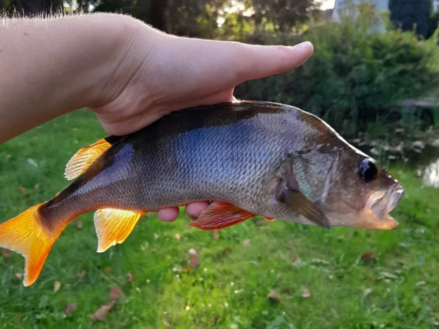 Flussbarsch