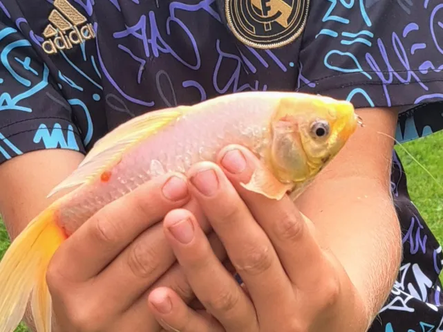 Goldfisch