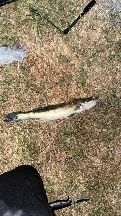 Zander