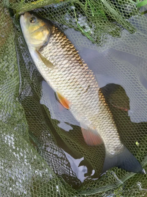 Döbel