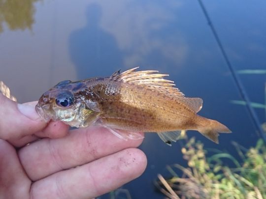 Kaulbarsch