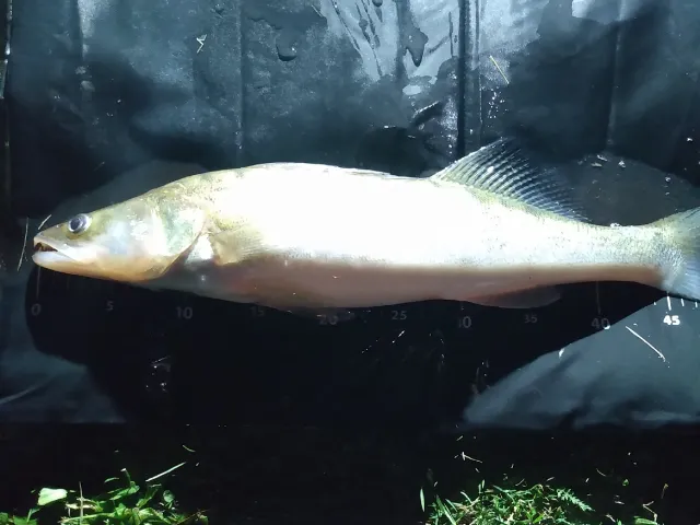 Zander