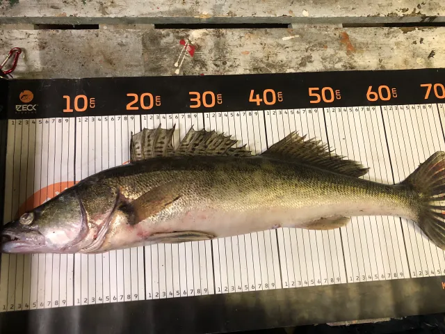 Zander
