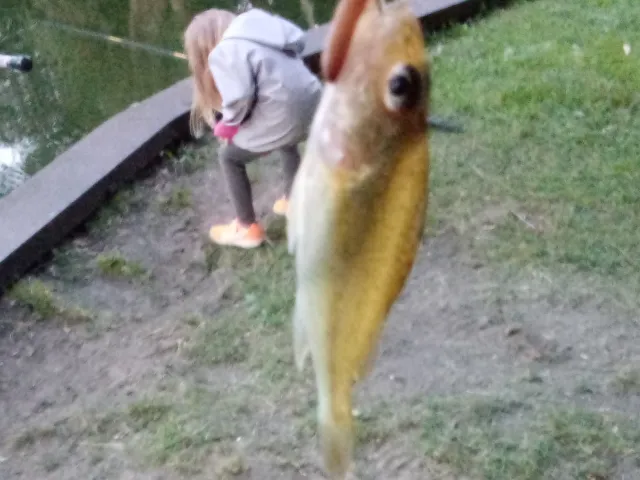 Kaulbarsch