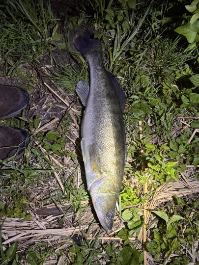 Zander