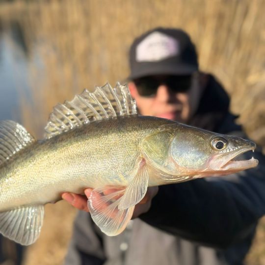 Zander