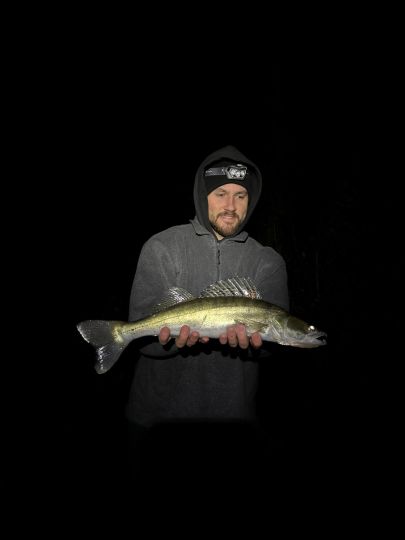 Zander