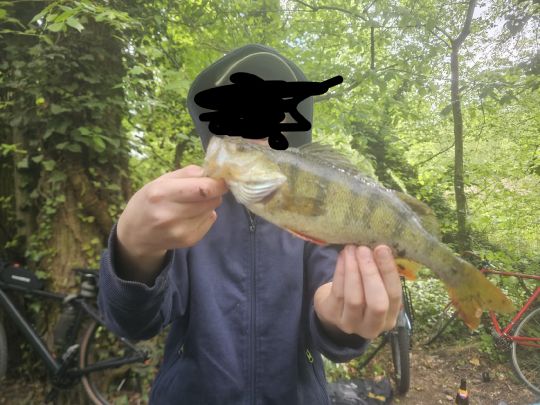 Flussbarsch