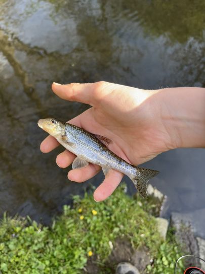 Gründling