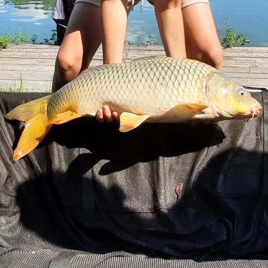 Karpfen