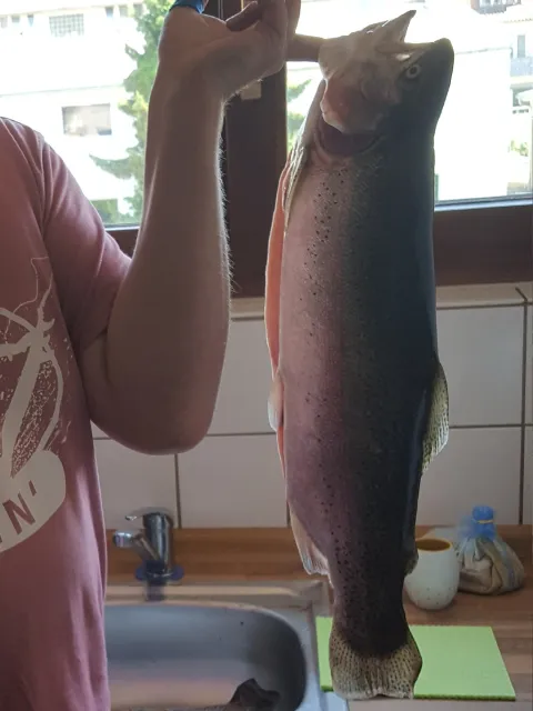 Regenbogenforelle